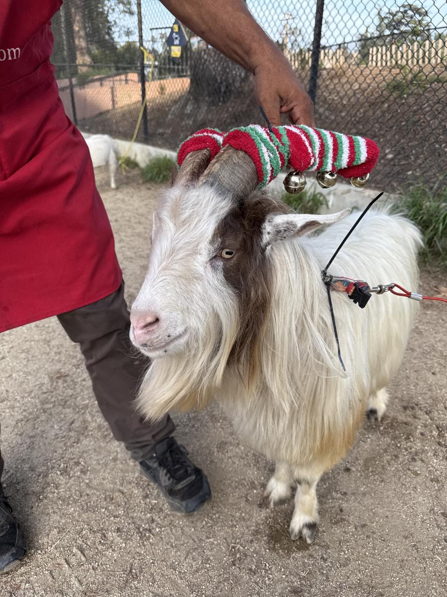 Benito the cashmere goat, Silver Lake, 2025